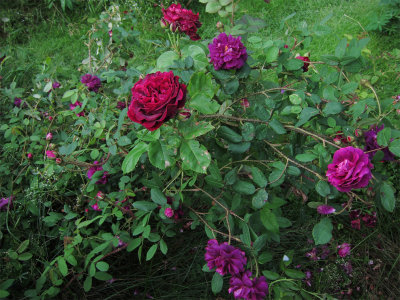 Rosor