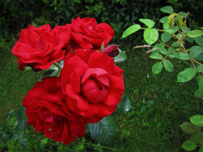 Rda rosor