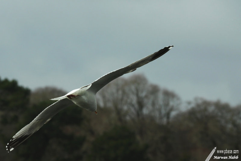 Herring gull / Goland argent