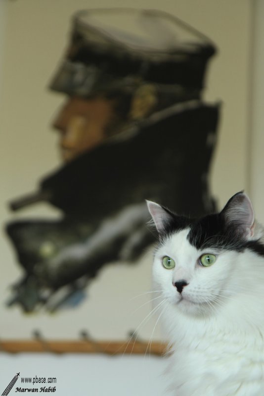 Chibi - Corto Maltese