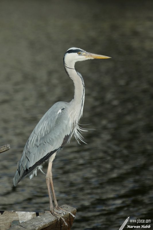 Grey heron / Hron cendr