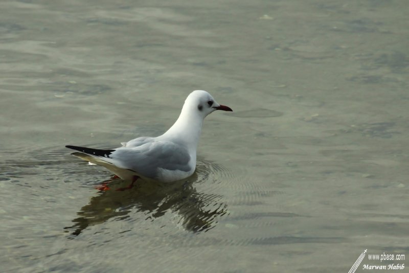 Seagull / Mouette