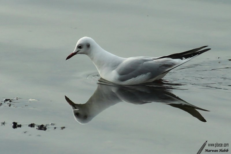 Seagull / Mouette