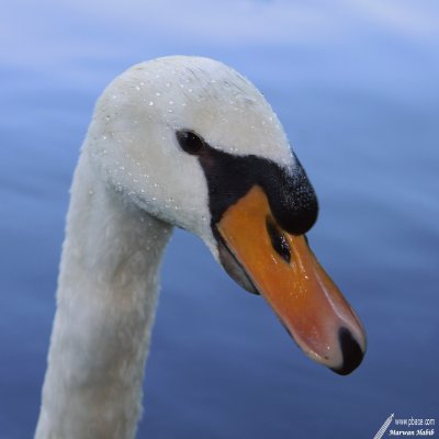 Swan / Cygne