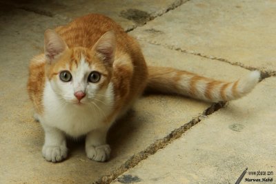 Chat Rochelais