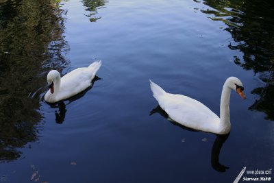 Swans / Cygnes
