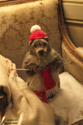 28-11-2011 : Knitting marmot / Marmotte tricoteuse