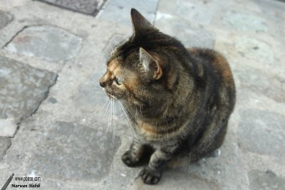 Chat Rochelais