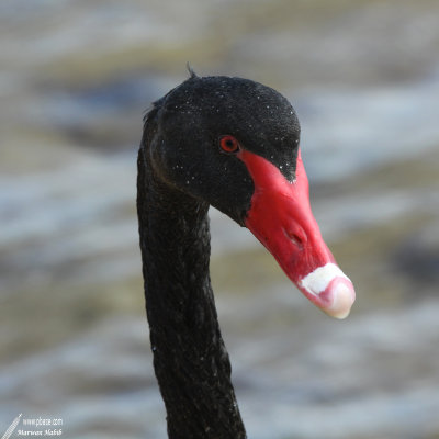 Black Swan / Cygne Noir