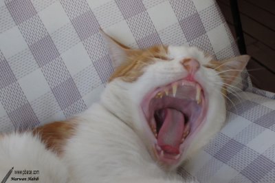 Fred - Say aaaahh / Dites aaaahh