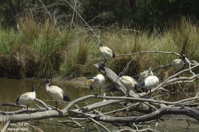 Australian white ibis / Ibis  cou noir