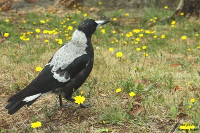 Australian Magpie / Cassican flteur (Gymnorhina tibicen)