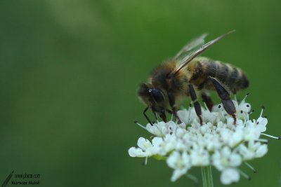 Bee / Abeille