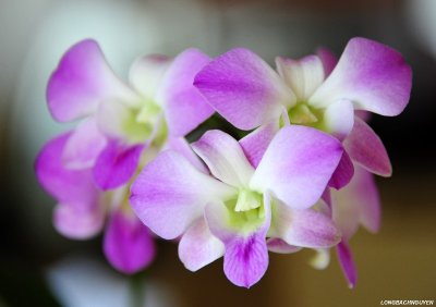 beautiful orchid