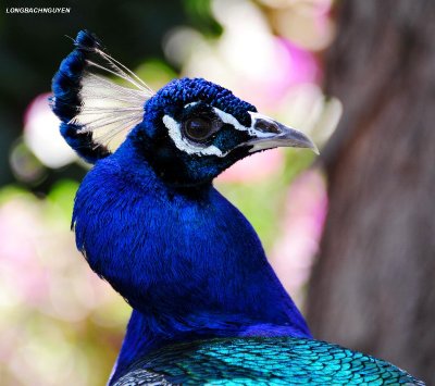 peacock profile