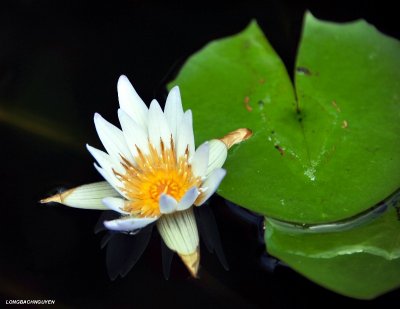 white water lily