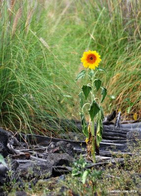 sunflower