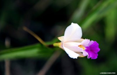 wild orchid