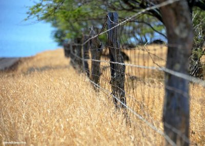 old fence