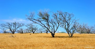 dry Kohala landscape