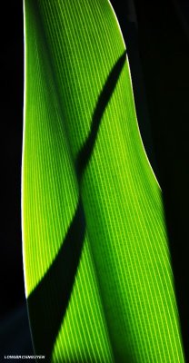 green leaf