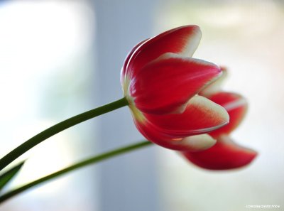 red tulips