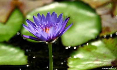 purple water lily