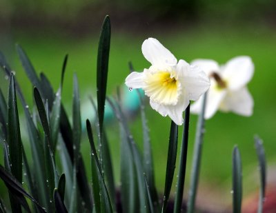 white daffodils