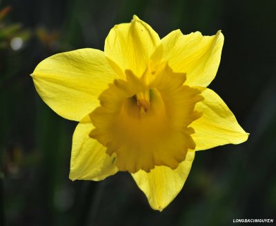 yellow daffodil