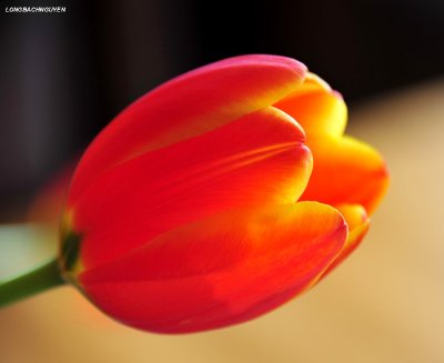 red tulip