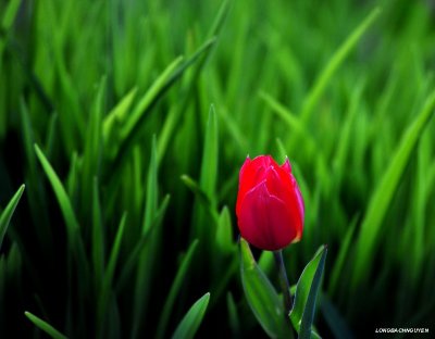 red tulip and green grass