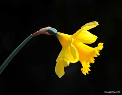 yellow daffodil