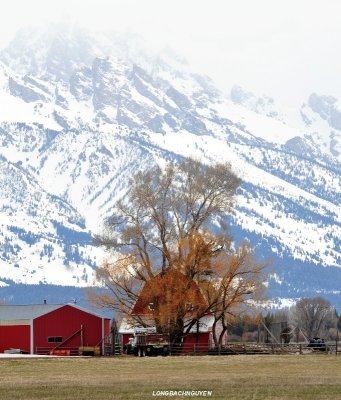 Red Barn and Teton