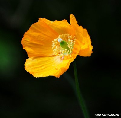 orange flower