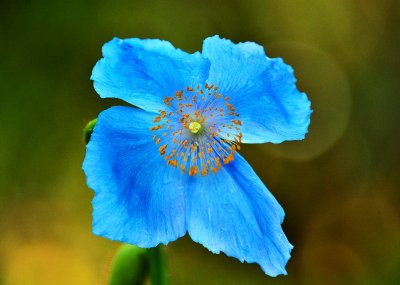 blue poppy