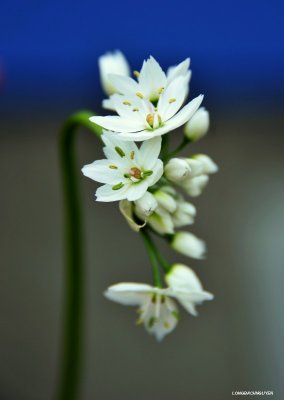 Allium flowers