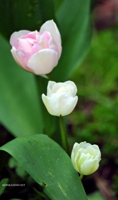 changes in tulip