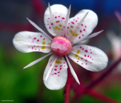 very small flower