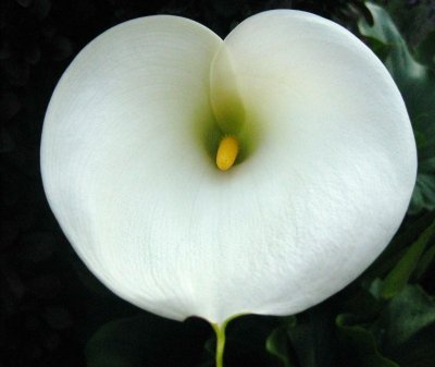 calla lily