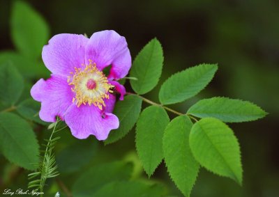 pink on green