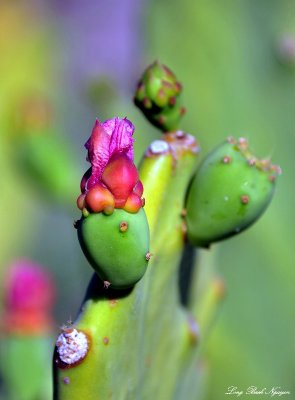 Cactus Flower