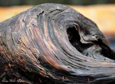 curl of old log