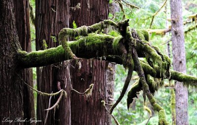 green moss