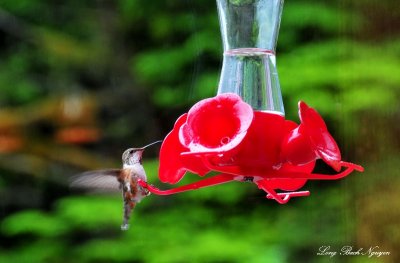 hummingbird