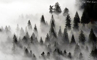 among the mist and fog