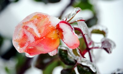 a rose in snow