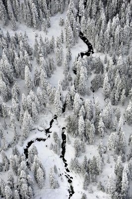 small creek in forest