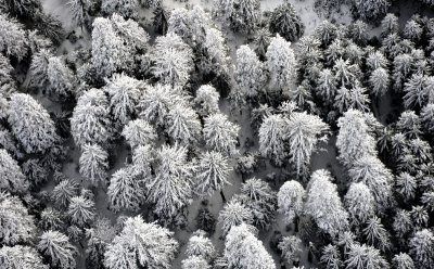 tree canopy