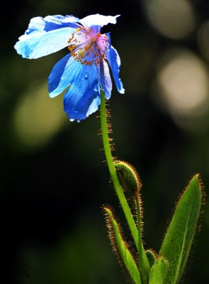 blue poppy 2011