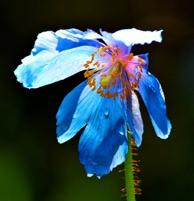 blue poppy 2011